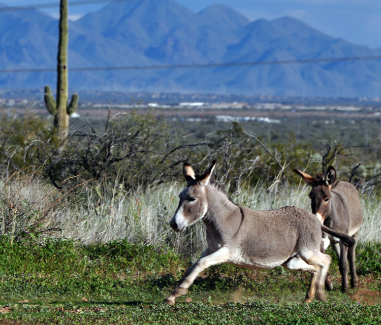 herd of donkeys